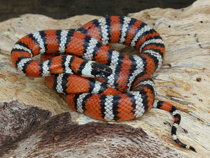 Coastal California Mountain Kingsnake.